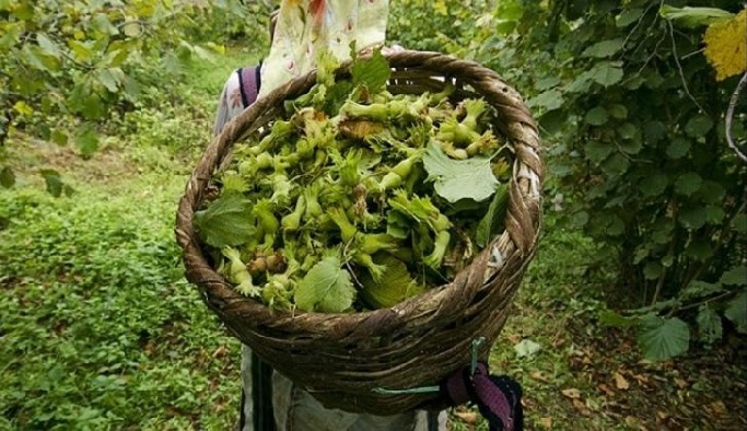 Fındığın baş düşmanı için harekete geçtiler