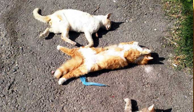 Bodrum'da zehirli balık kedileri telef etti