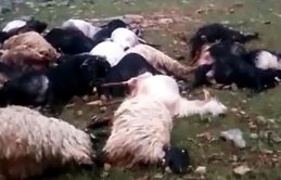 Yıldırım düştü koyunlar telef oldu