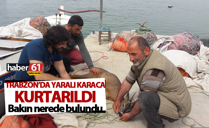 Trabzon'da yaralı Karaca kurtarıldı