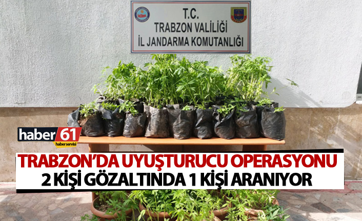 Trabzon’da uyuşturucu operasyonu: Yüzlerce kök kenevir...