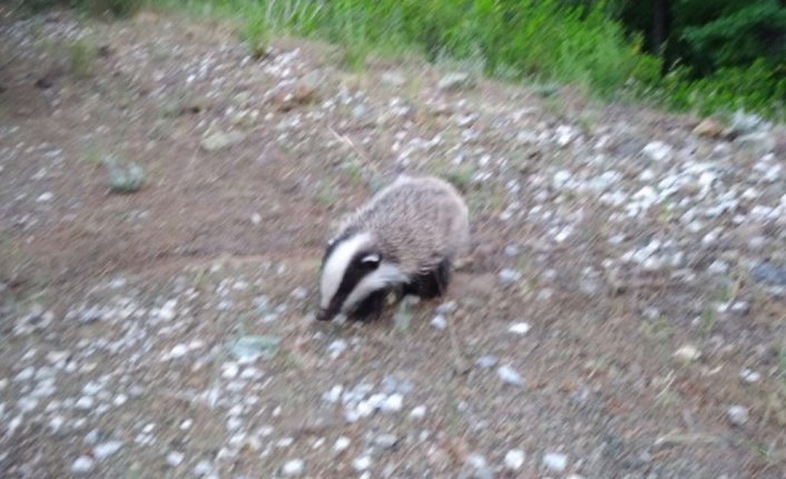 Nesli tükenmekte olan porsuk bulundu
