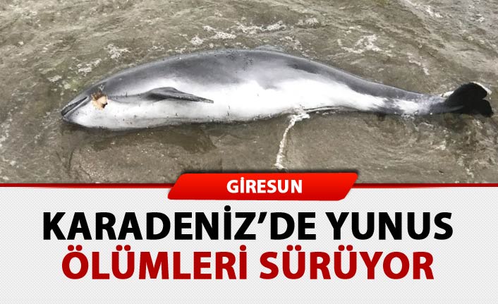 Karadeniz’de yunus ölümleri sürüyor