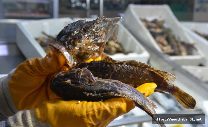Dışı zehirli, içi lezzetli balık 