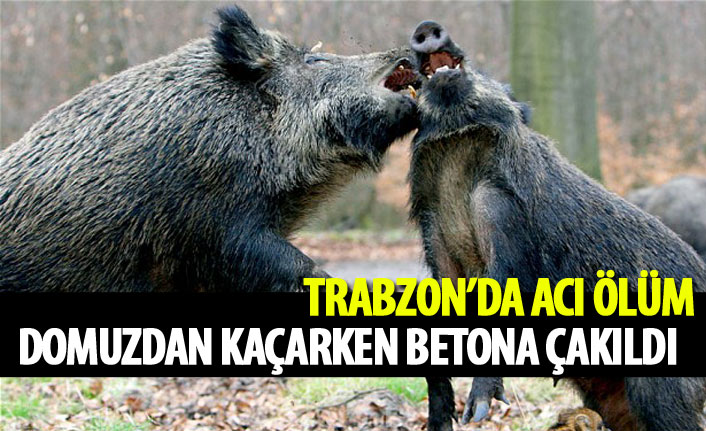 Trabzon'da acı ölüm! Domuzdan kaçarken betona çakıldı