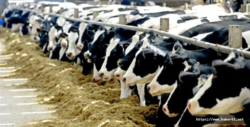 Bayburt'ta düve alım desteği için müracatlar başladı