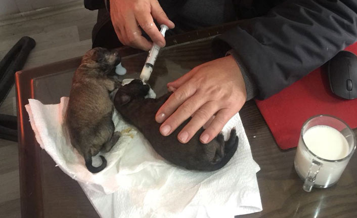 Bakıma muhtaç köpekler korumaya alındı