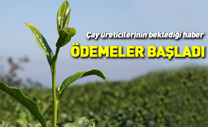 ÇAYKUR'da Nisan ayı yaş çay bedeli ödemeleri başladı