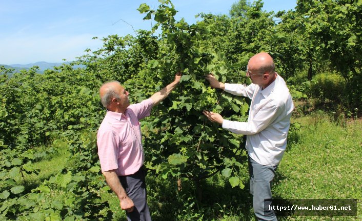 Tek dalda, ocaktan fazla fındık var 