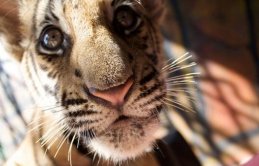 Korkunç rapor açıklandı