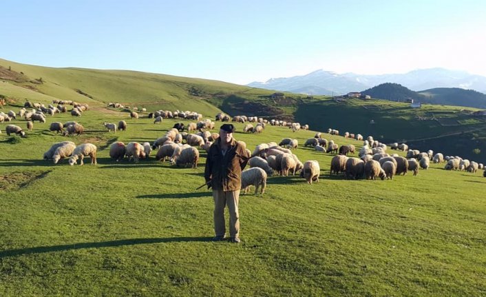 Ramazan’ı yaylada koyunları ile geçiriyorlar 