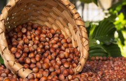 Fındıkta düşüş bekleniyor