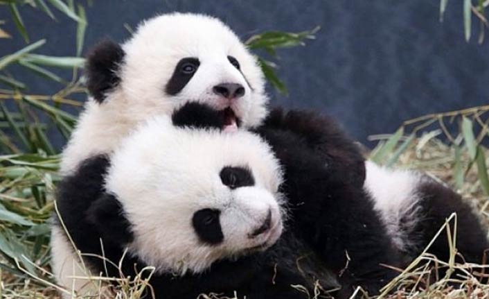 2018’in ilk ikiz pandaları Çin’de doğdu
