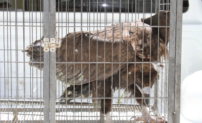 Yaralı kara akbabaya sahip çıktılar