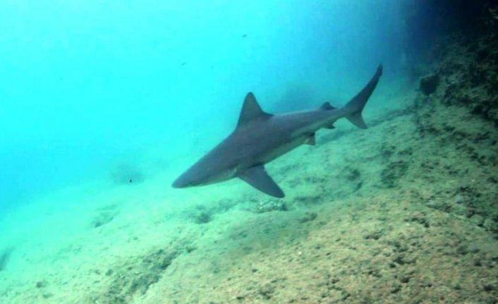 O köpek balıklarının sırrı ortaya çıktı