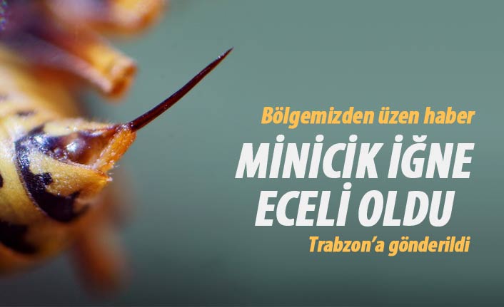 Minicik iğne eceli oldu, Trabzon'a gönderildi