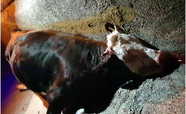 Yola çıkan ineğe önce kamyon sonra otomobil çarptı