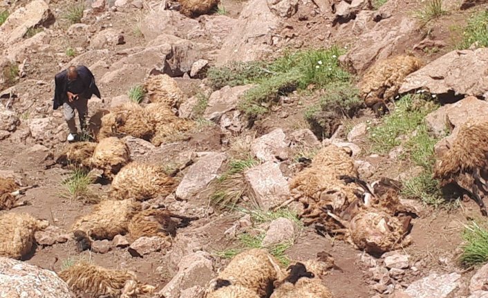 Sahipleri şokta! 500 koyun intihar etti