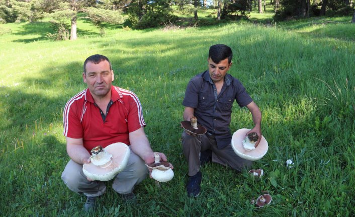 Dev mantarlar şaşırtıyor