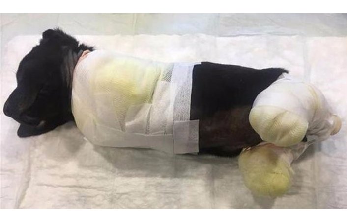 Vicdansızlar! Yavru köpeğin 4 ayağını kesip ormana attılar