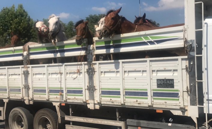 Faytoncular hayvanseverlere saldırdı; polis havaya ateş açtı