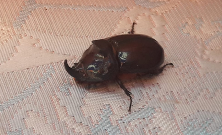 '100 Bin Dolarlık' böcek Trabzon’da ortaya çıktı