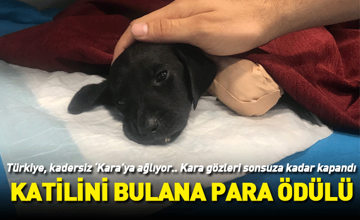 Vicdanlar isyan etti! 4 bacağı ve kuyruğu kesilen yavru köpek kurtarılamadı
