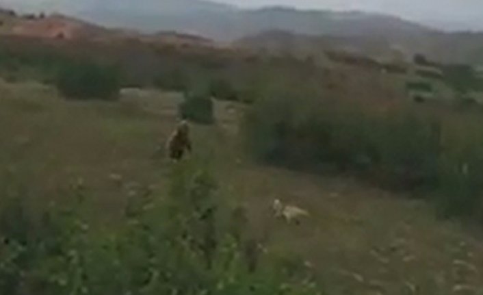 Kangal köpeği ayıya meydan okudu, ayı korkudan kaçtı