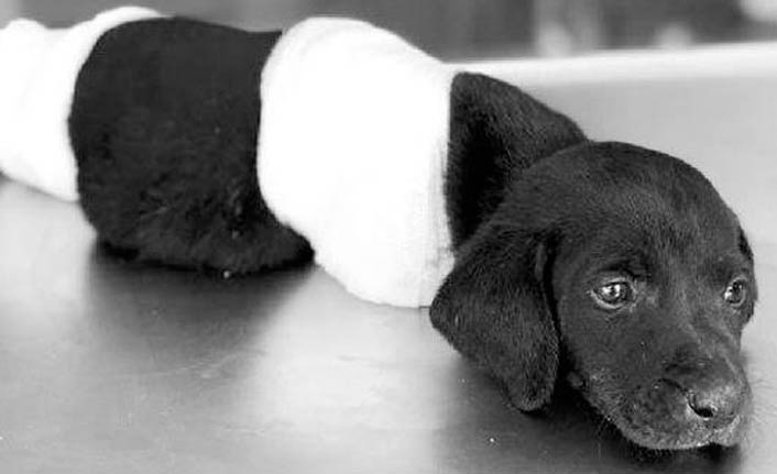 Erdoğan'dan yavru köpekle ilgili talimat