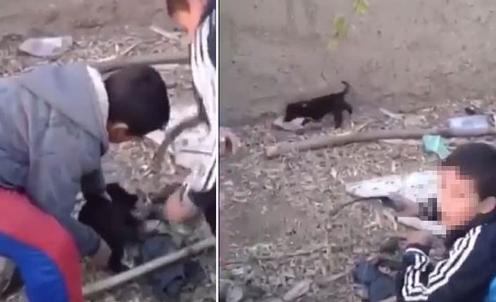 İşkence gören yavru köpekten sonra bir dehşet görüntüsü daha