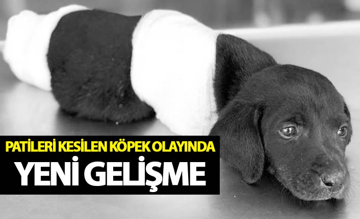 Patileri kesilen köpek olayında yeni gelişme