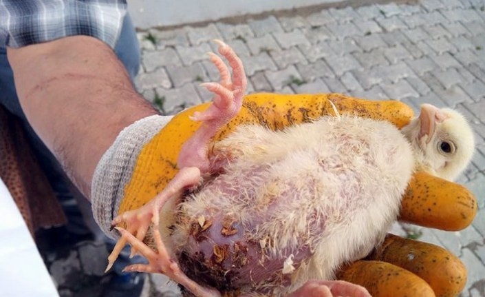 4 bacaklı civciv şaşırttı