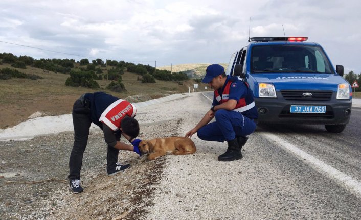 Jandarma, yaralı köpeğin hayatını kurtardı