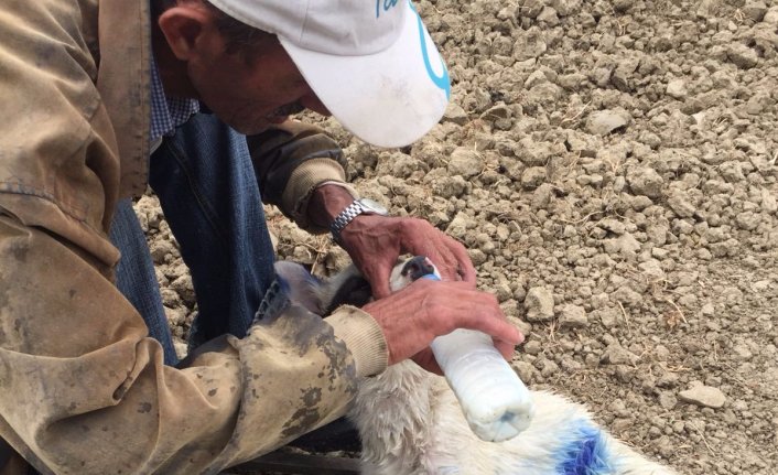 Aracın çarptığı köpek emekli madencinin çabalarına rağmen öldü