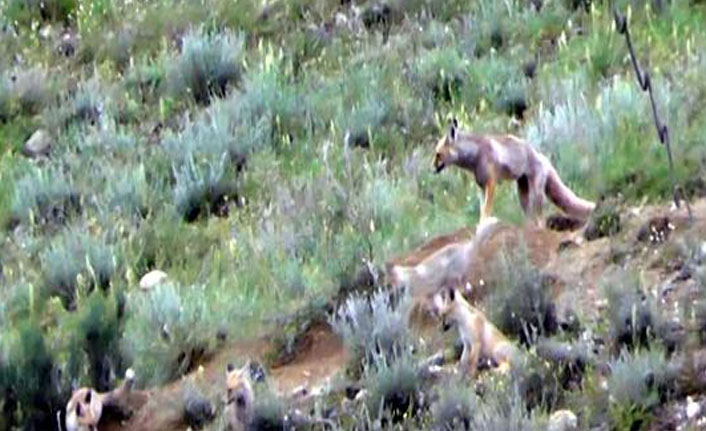 7 üyeli tilki ailesi kameralara yansıdı