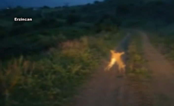 Bu da en komik kavga