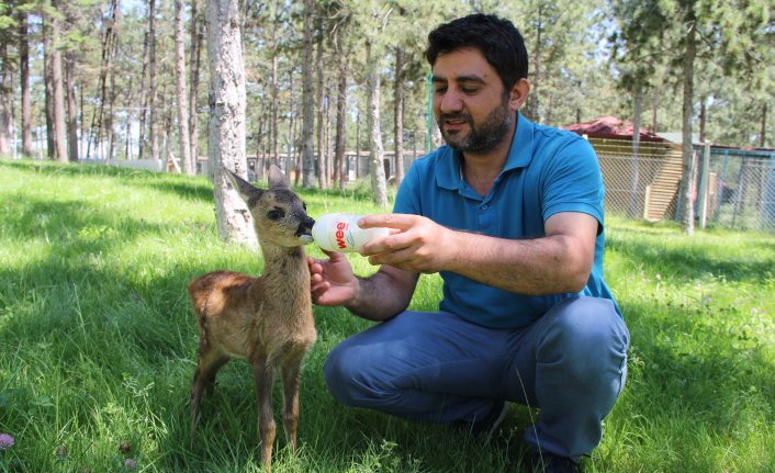 Annesiz kalan Minnoş'a bebek gibi bakılıyor