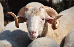 2018 Kurban kesim işlemleri esasları belirlendi - Kurban kesim kriterleri neler?