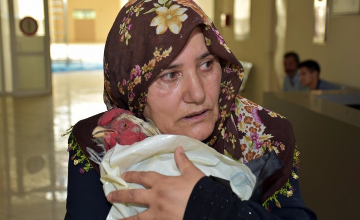  Ayağı kırılan horozu için gözyaşı döktü 