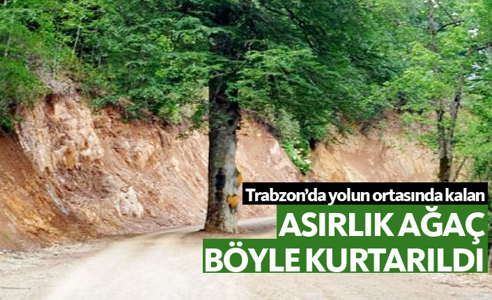 Trabzon'da asırlık ağaç kesilmekten kurtarıldı