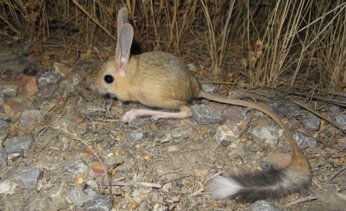 Kanguru faresi nedir? Hangi familyaya aittir kökeni nedir hangi ülkede yaşar tehlikeli mi?