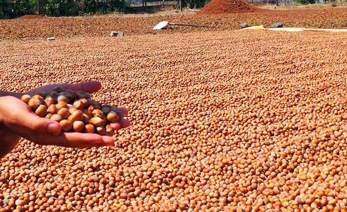 Fındık üreticileri bu uyarıya dikkat