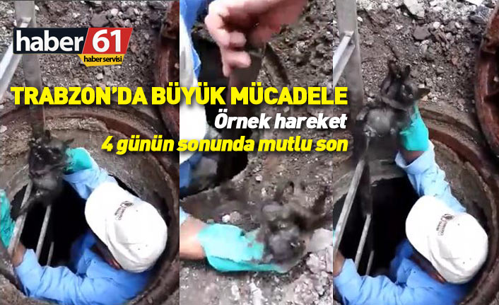 Trabzon'da rögara düşen yavru kedi 4 gün sonra kurtarıldı