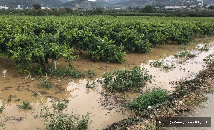 Üzüm bağları sular altında kaldı