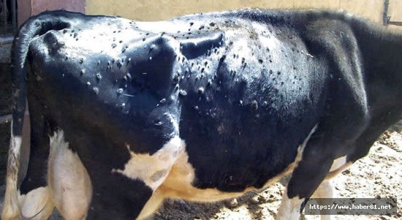 Büyükbaş hayvanlarda LSD aşılamaları başladı 