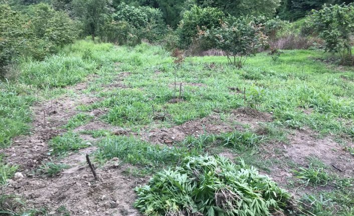 Fındık tarlasında hint keneviri yakalandı