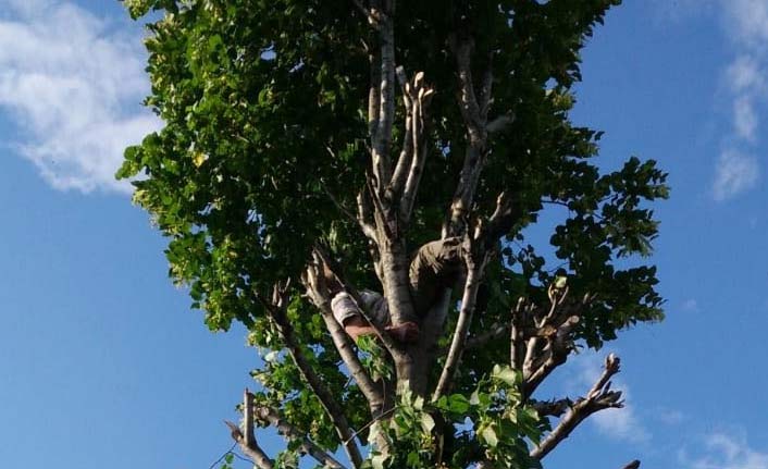 Ihlamur ağacında feci ölüm