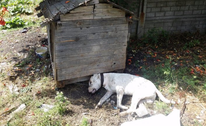 Vahşet! Köpeği susturuculu silahla başından vurdular