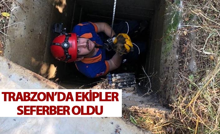 Trabzon kuyuya düşen kedi kurtarıldı