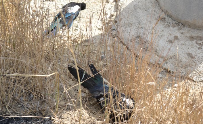 Karga anız tarlasını yaktı 